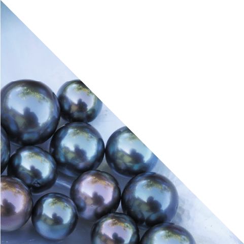 ブラックパール