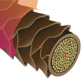 キューティクル