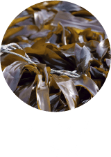 海藻