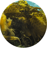 海藻